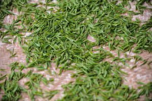 Herbata rooibos: co warto o niej wiedzieć?